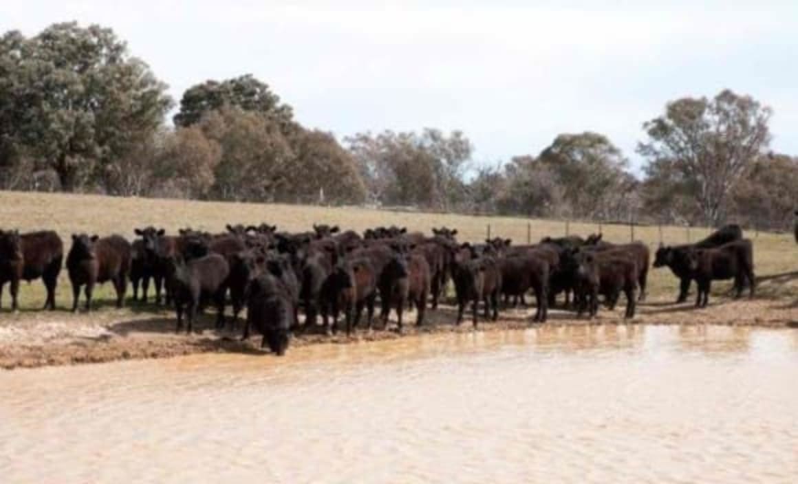 Woodlea Park at Yass listed for sale