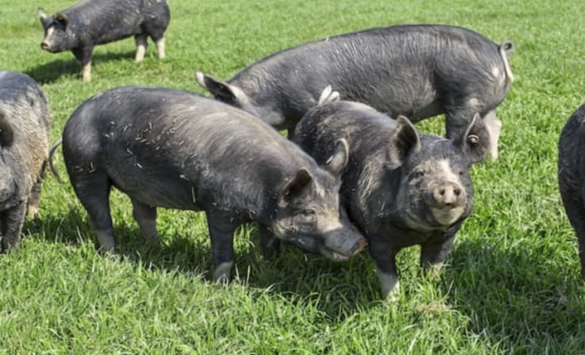 Free range pork farm in Victoria's Greta West listed with...