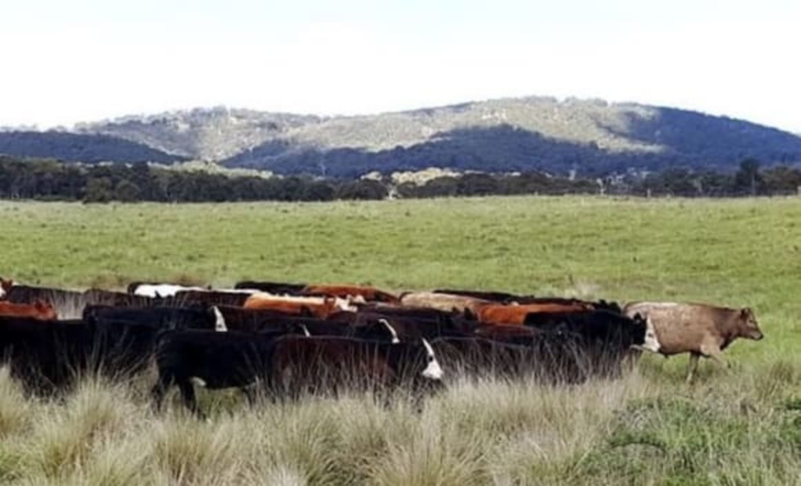 Gina Rinehart's Wagyu herd expansion with New England buy