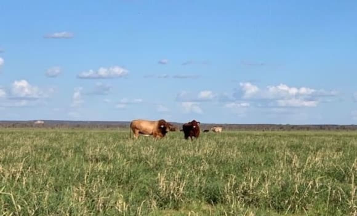 Dry seasonal conditions impacting market confidence in Darling Downs: HTW rural  