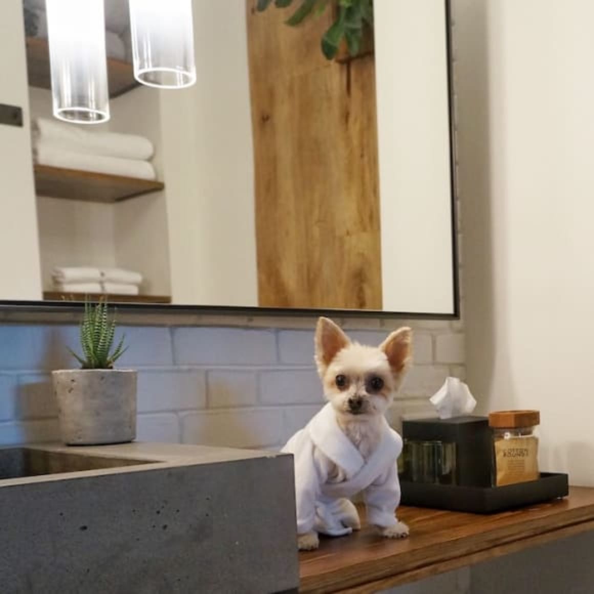 Australia's first luxury pet hotel set for Melbourne