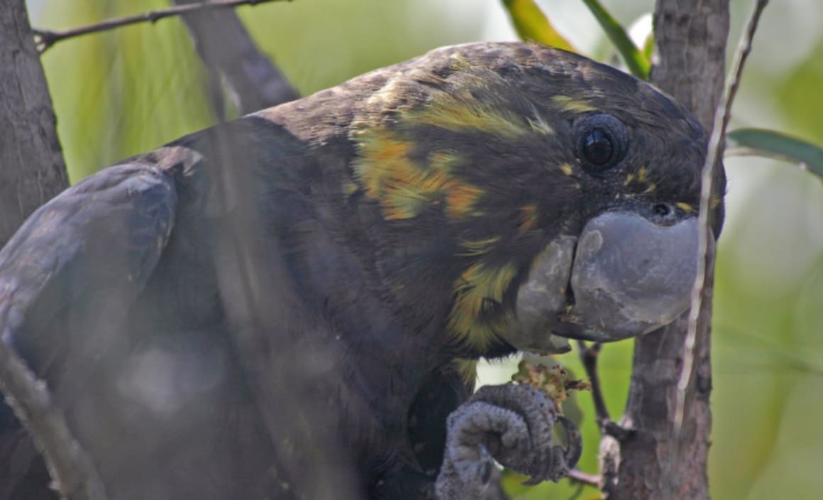 For the first time we’ve looked at every threatened bird in Australia side-by-side