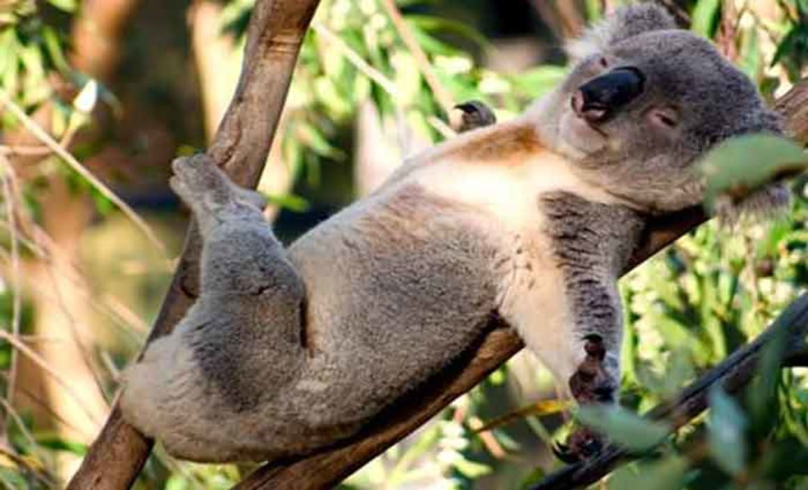 Koalas are feeling the heat, and we need to make some tough choices to save our furry friends