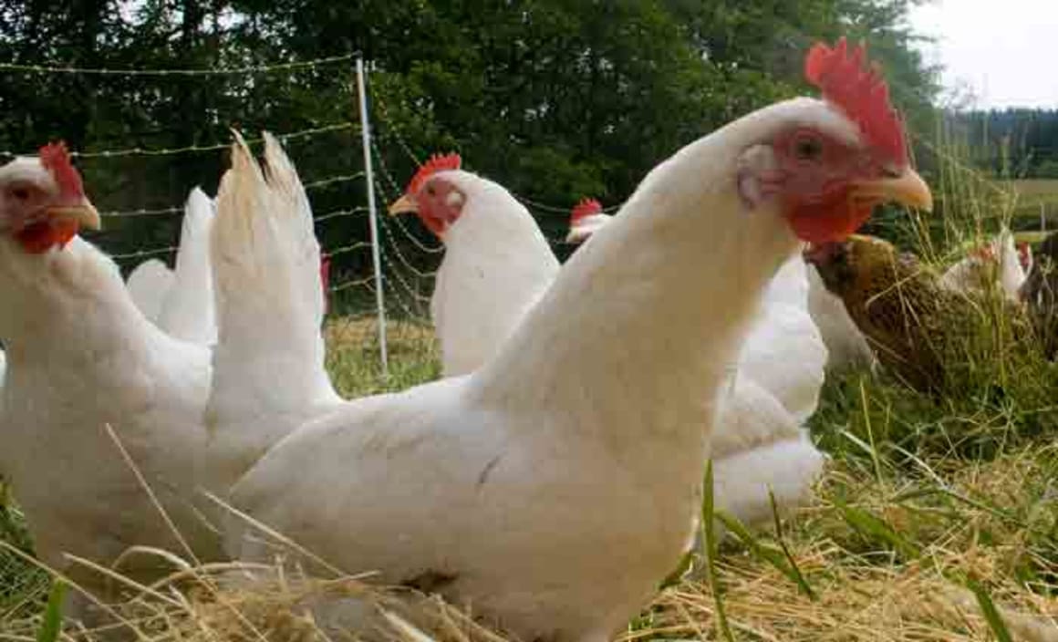 Appetite for poultry driving demand for commercial farms