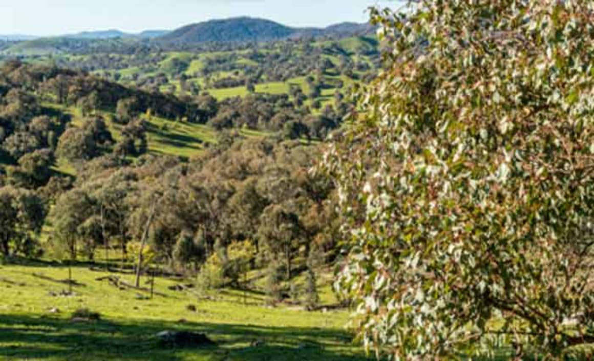 Passing the brumby bill is a backward step for environmental protection in Australia