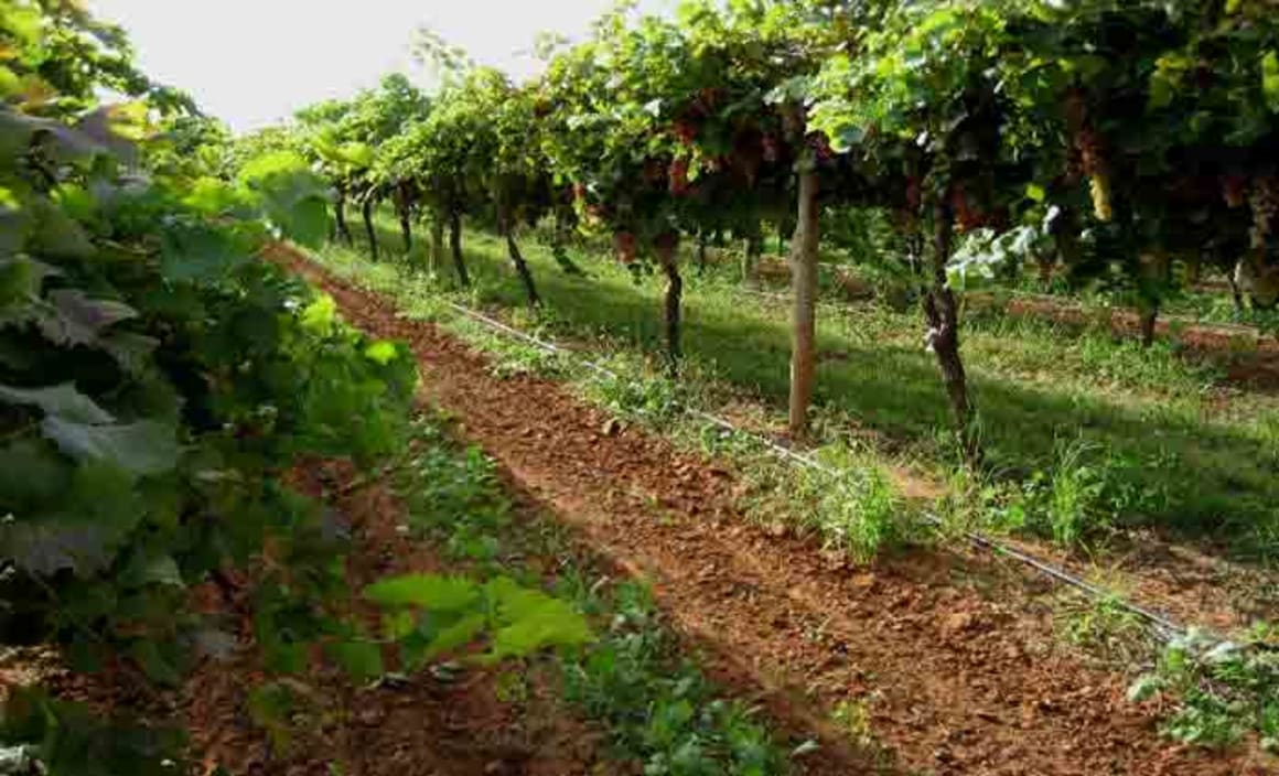 Grape harvest driving activity in Mildura, Sunraysia HTW