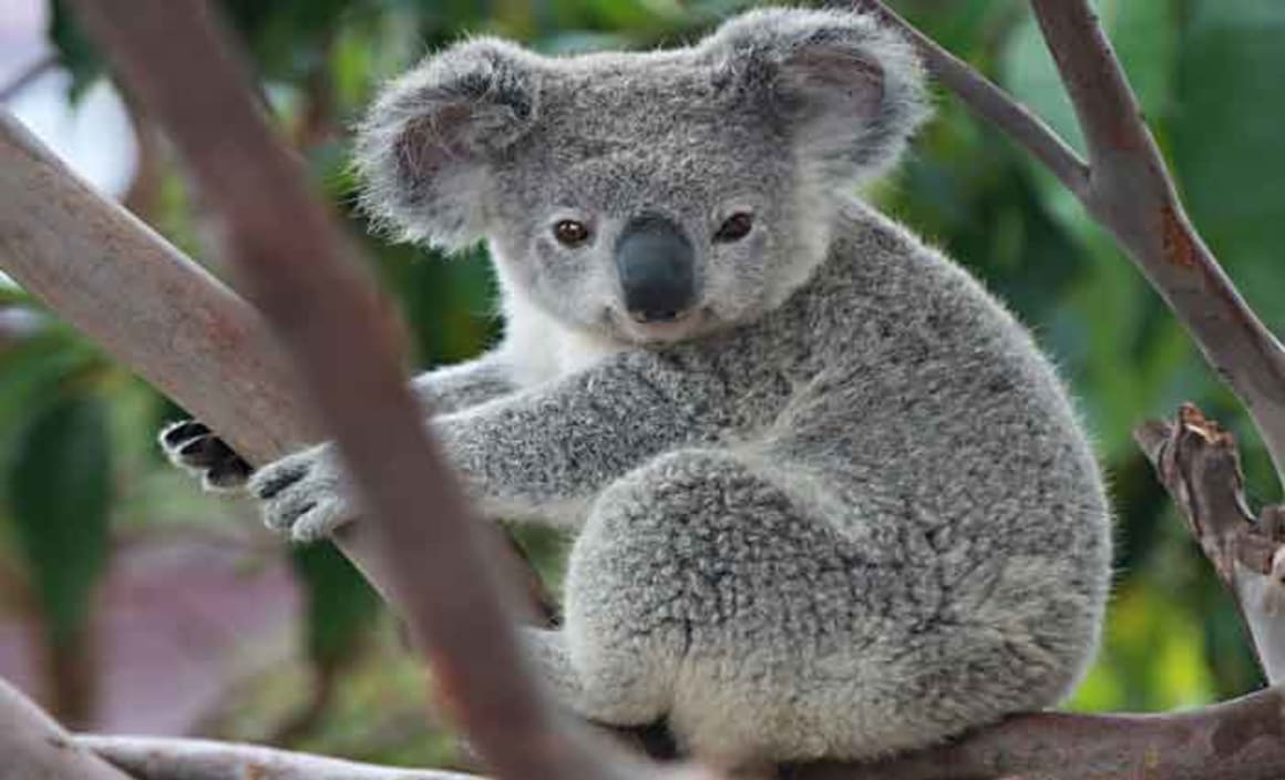 Long-running battle ends in a win for residents, koalas and local council planning rules: Philippa England