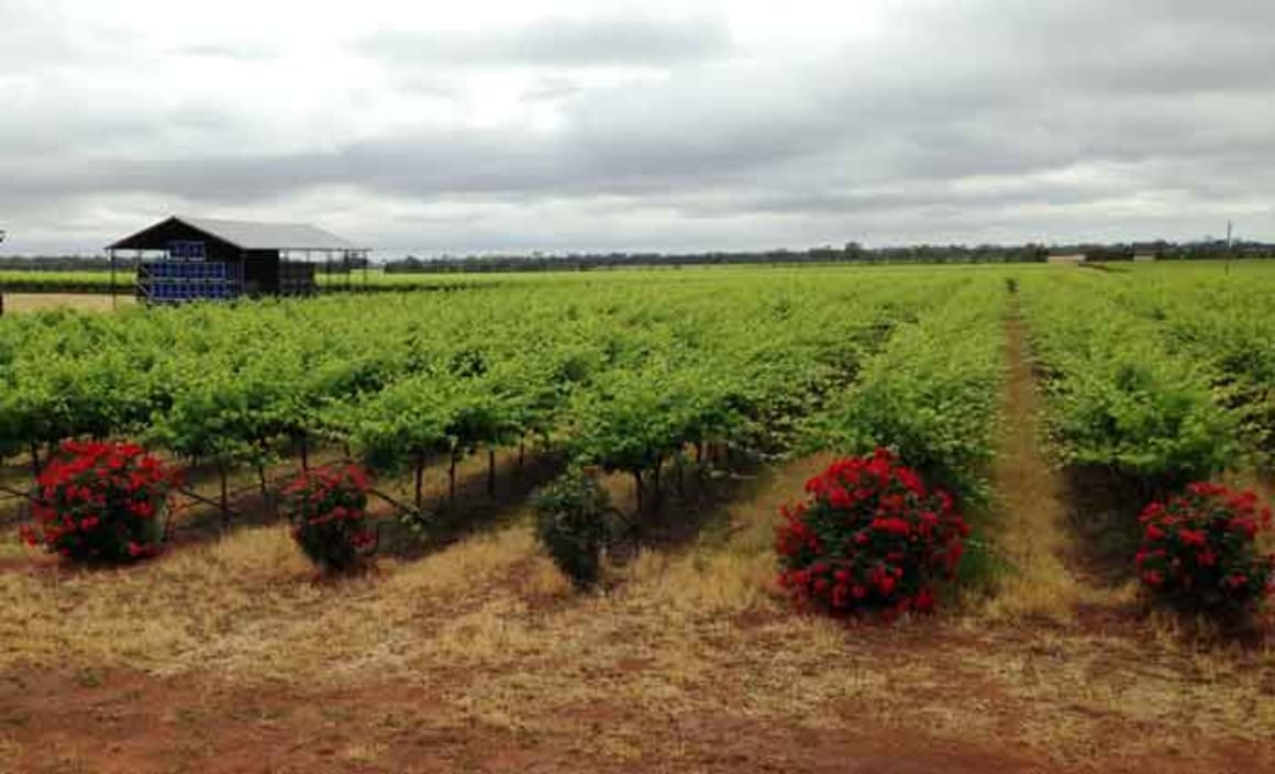 Lake Marmal Vineyard sold to Kingston Estate Wines