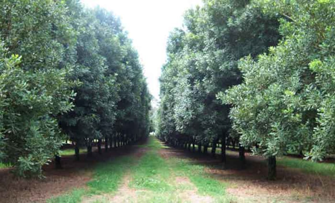 NSW north coast macadamia farms on expansionary push