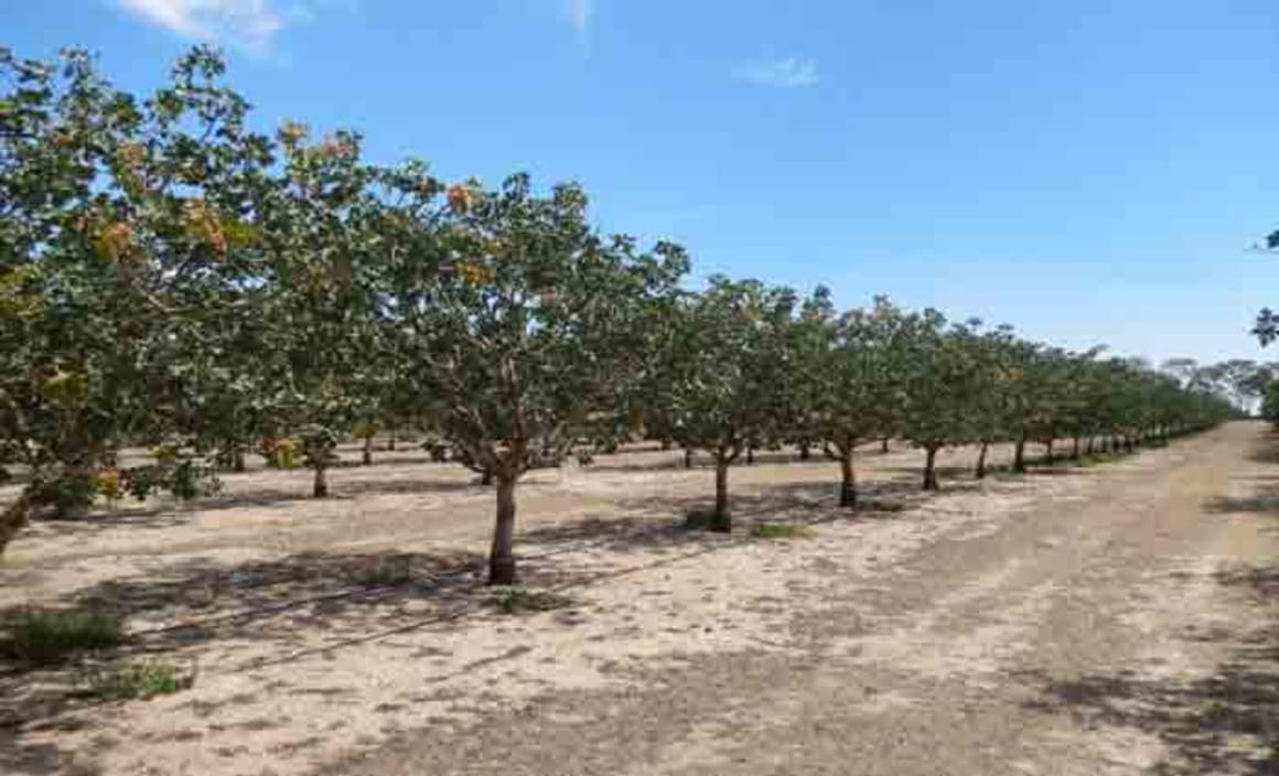 Wimmera Pistachio farm listed