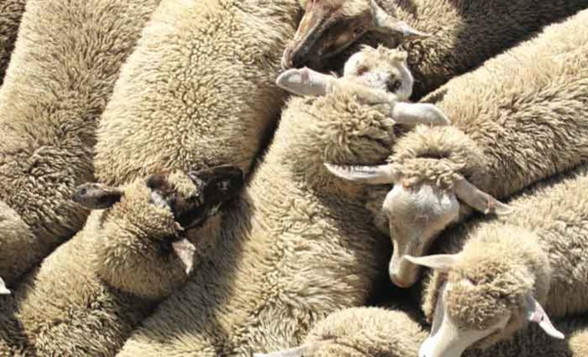 The Sheep's Back: ANZ's outlook on the Australian sheep industry