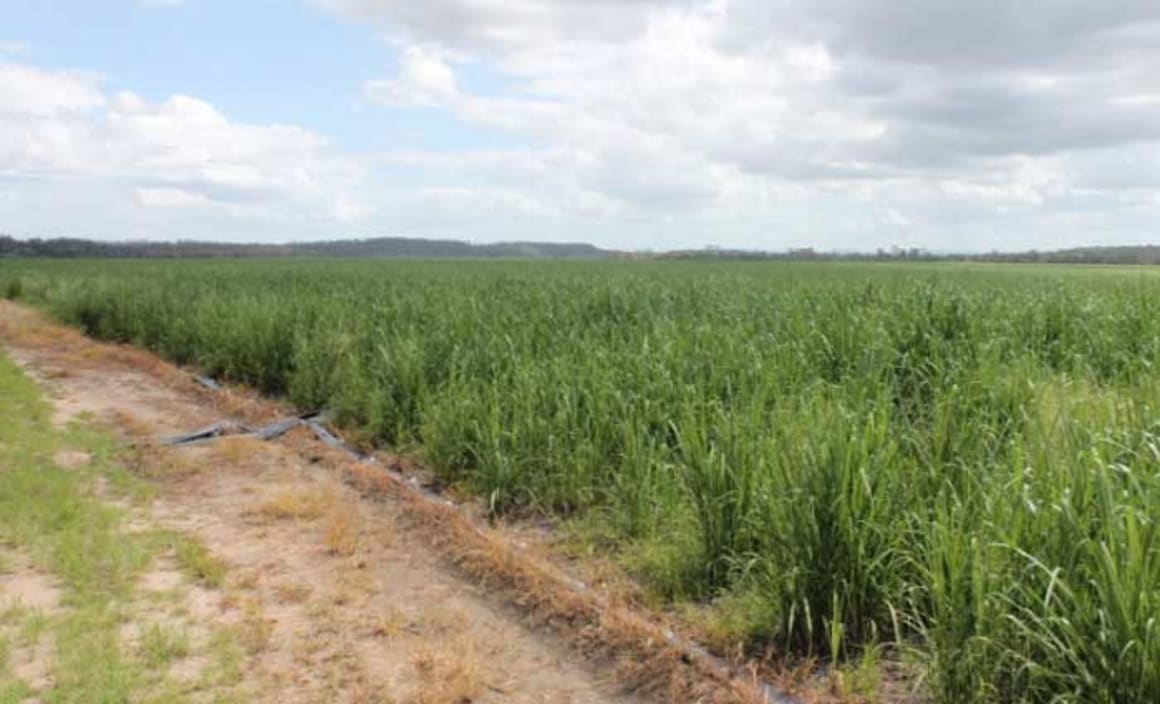 Sugarcane farm at Bundaberg to macadamia farm afte...