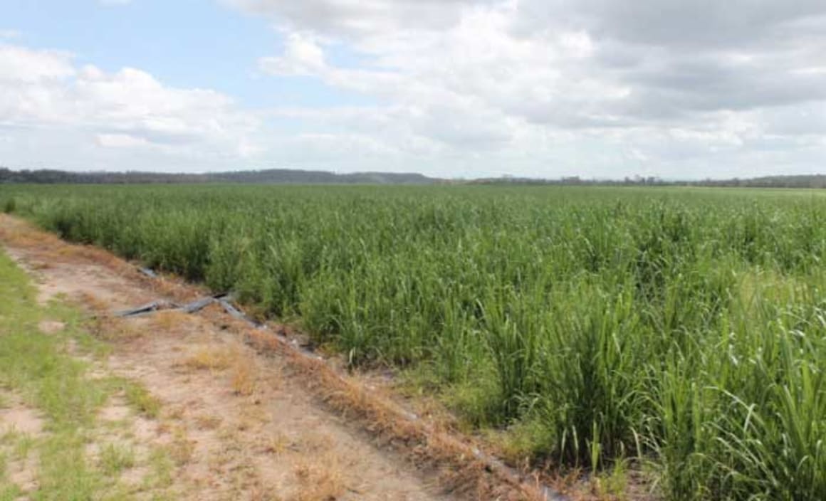 Sugarcane farm at Bundaberg to become macadamia farm after $2 million Bucca sale