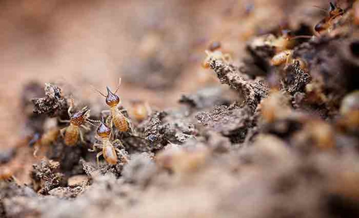 Hidden housemates: the termites that eat our homes