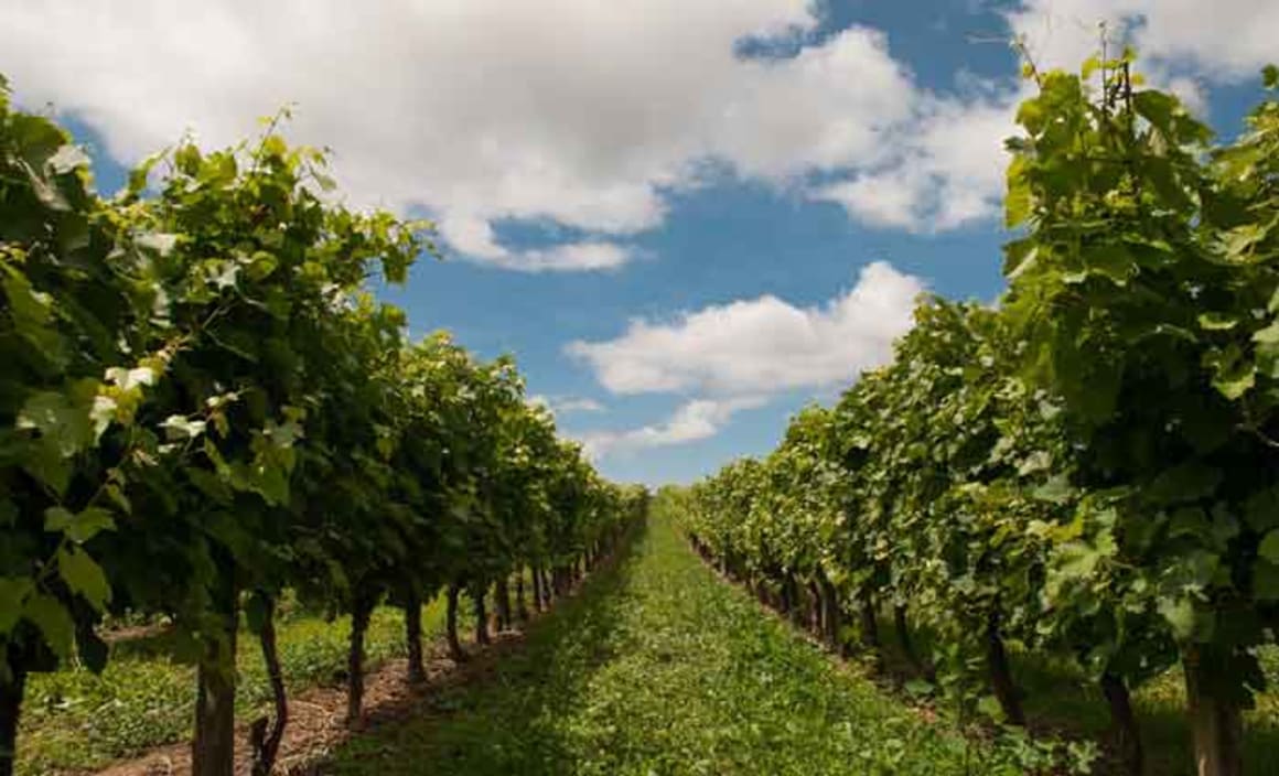 Casella buys McLaren Vale vineyard