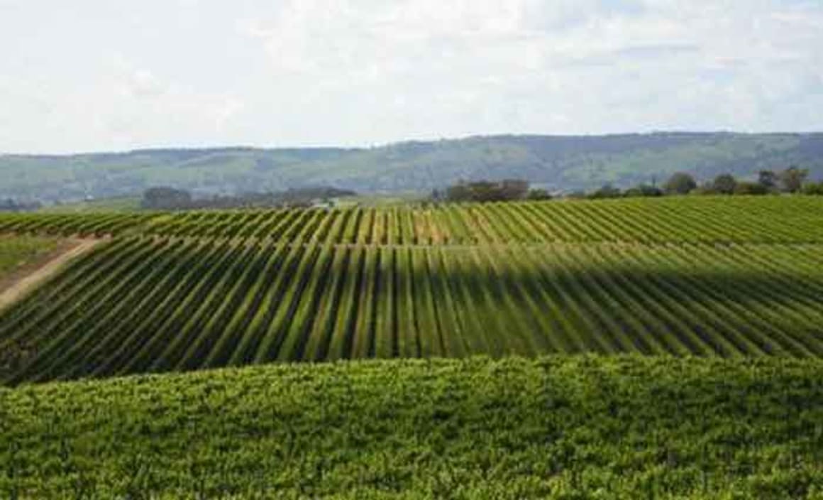 Conte family sell McLaren Vale vineyards