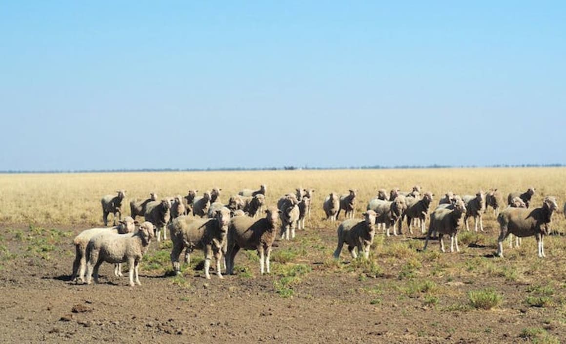 Central Western Queensland rural property market strengthened significantly: HTW rural