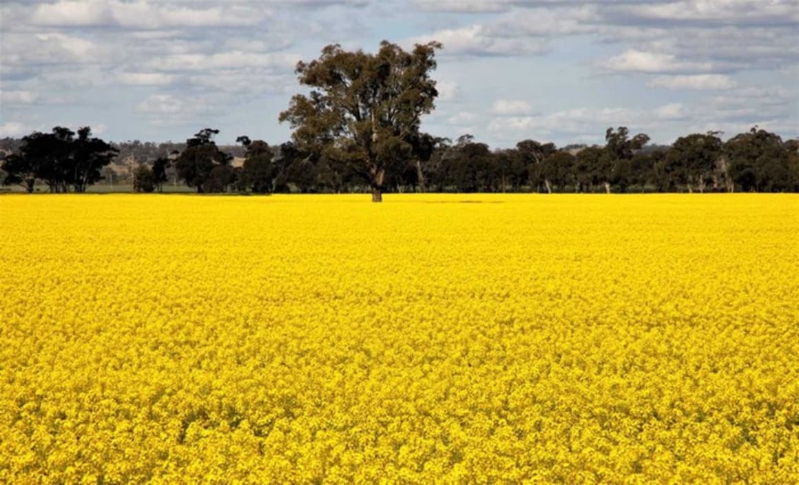 Australian agribusinesses remain resilient: Colliers International