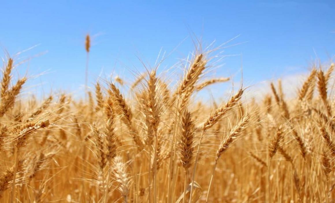 Early sowing can help save Australia’s wheat from climate change