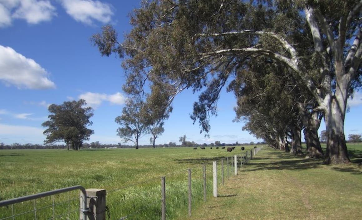 Inglebar-Woolpress beef cattle breeding near Ballina for sale