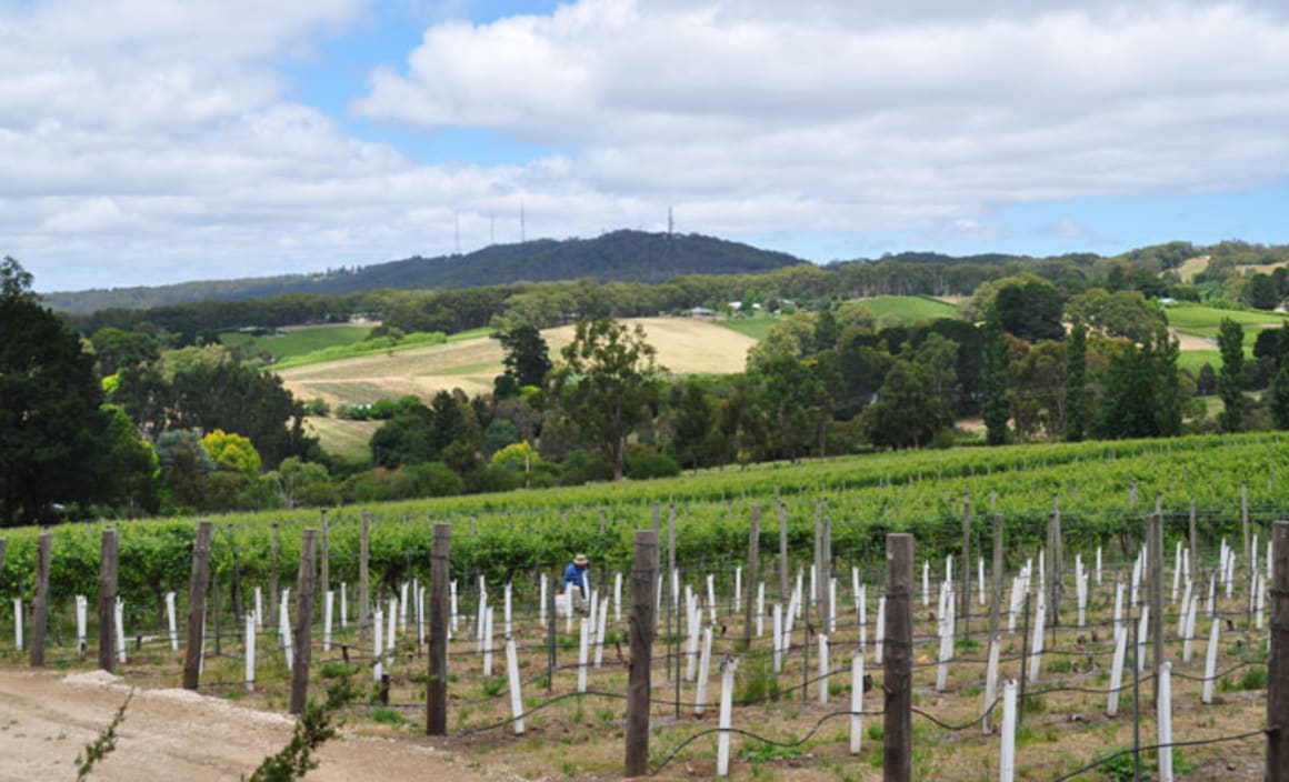 Ashton Hills Vineyard in the Adelaide Hills sold