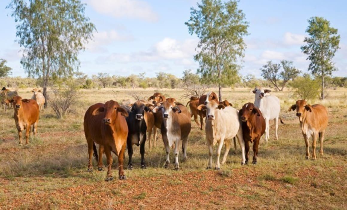 Catastrophic Queensland floods killed 600,000 cattle and devastated native species