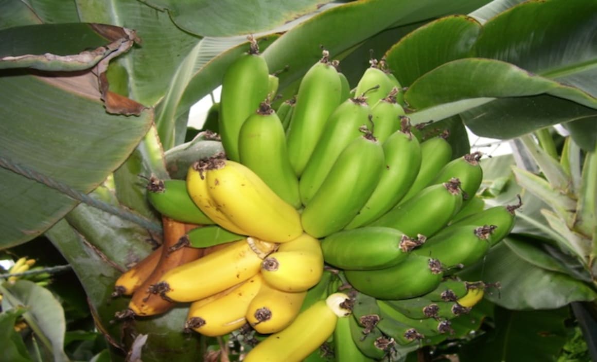 Support from banks for Panama disease affected banana growers