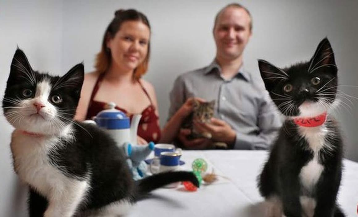 Playing cat and house: Australia’s first cat café opens in Melbourne