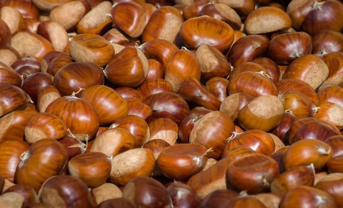 Australian chestnut industry struggling to break into new markets: HTW