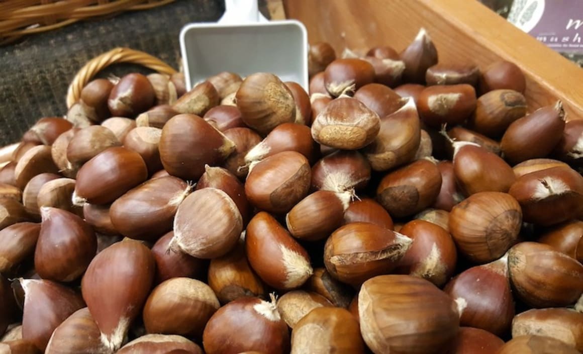 Australian hazelnut industry shifting to a larger scale: HTW