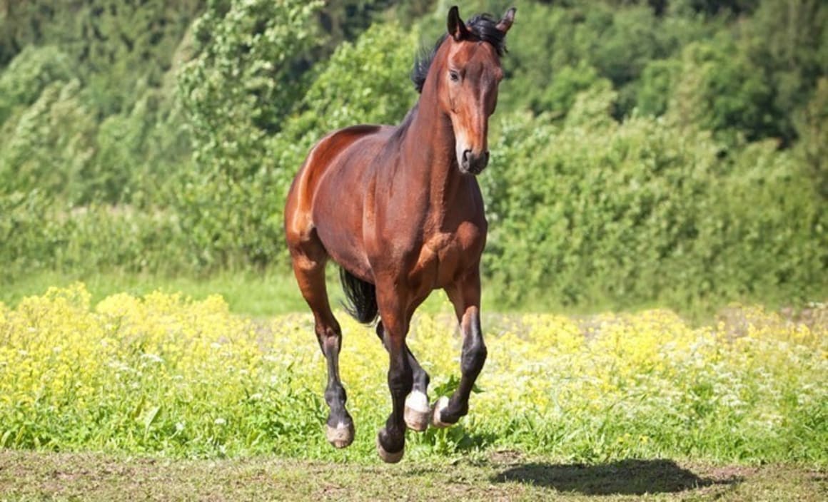 Nathan Tinkler's Patinack Farm horse studs for sale