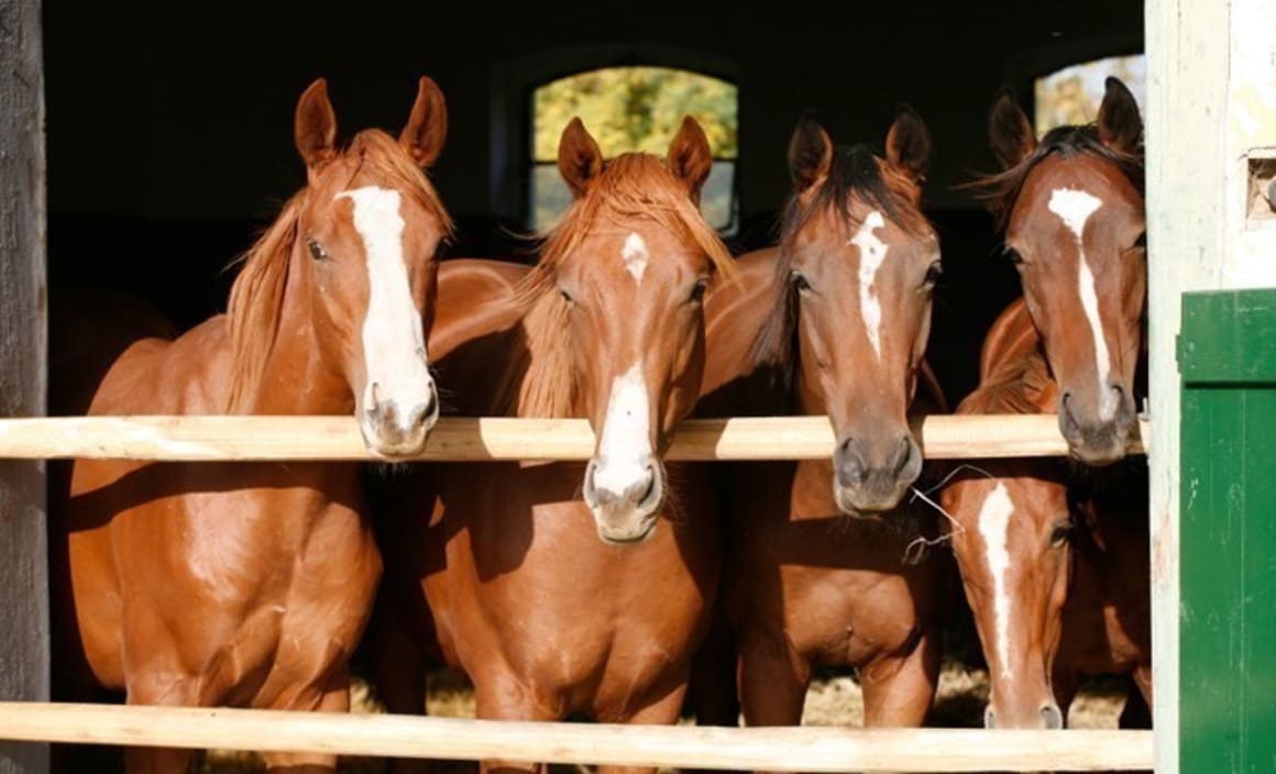 Equestrian rural property the envy of the nation: He Said/She Said