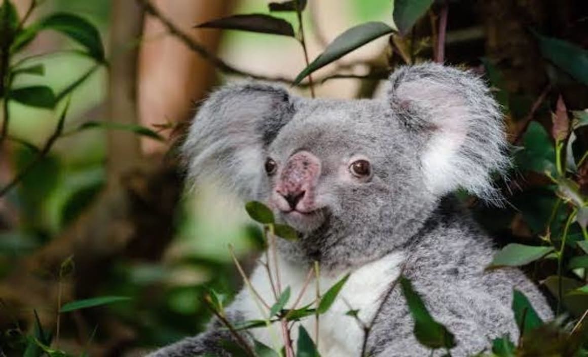 The Blinky Bill effect: when gum trees are cut down, where do the koalas go?