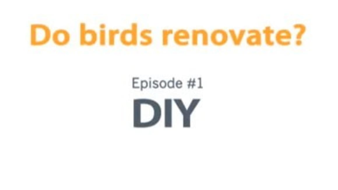 Do birds renovate? A reality TV parody