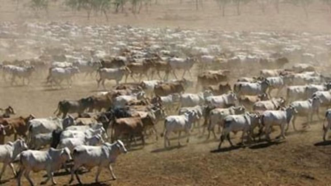 Live export ban to trigger more tender offerings in cattle station market