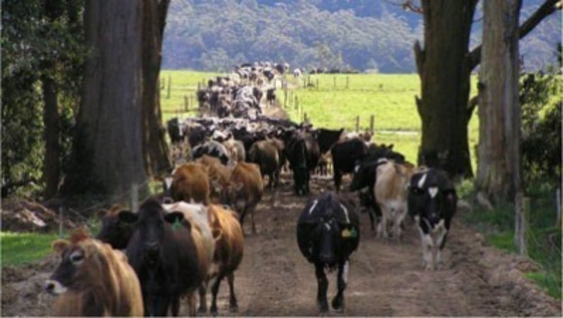 Tasmanian dairy farms draw mainland green investment