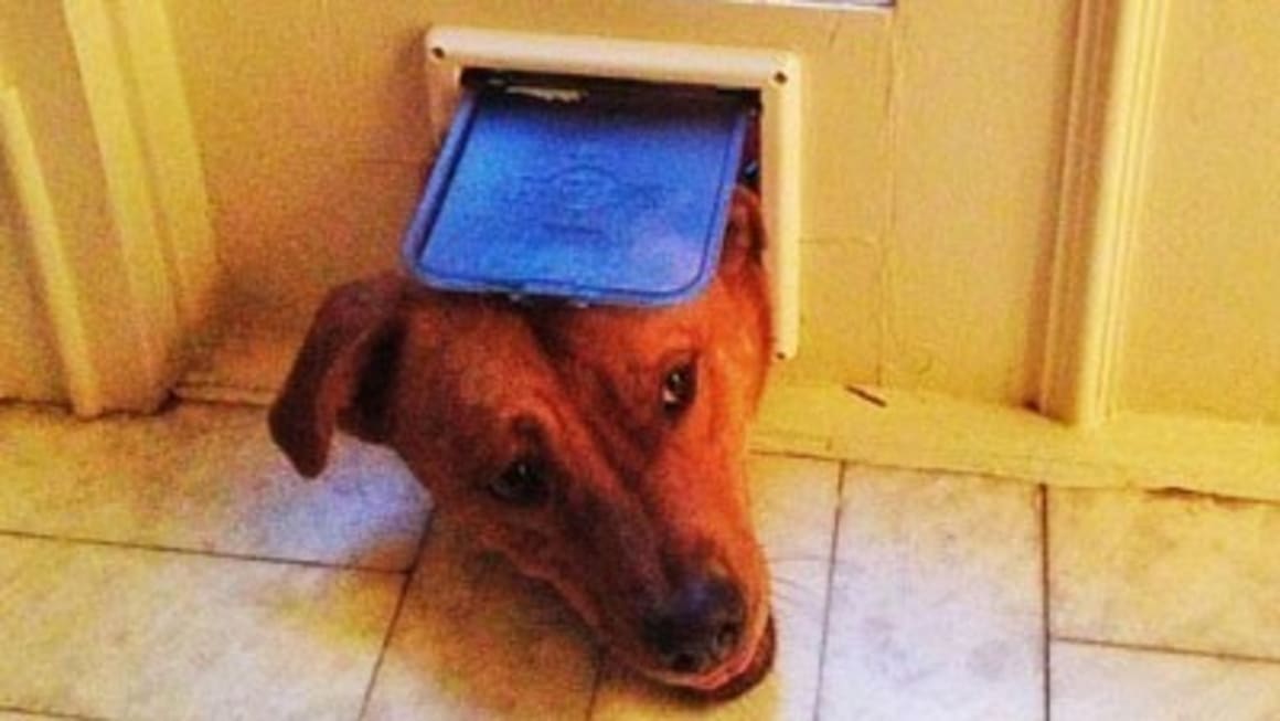 Dog lovers show no bounds in latest dog flap gadgetry: six hi-tech dog flaps for your pooch