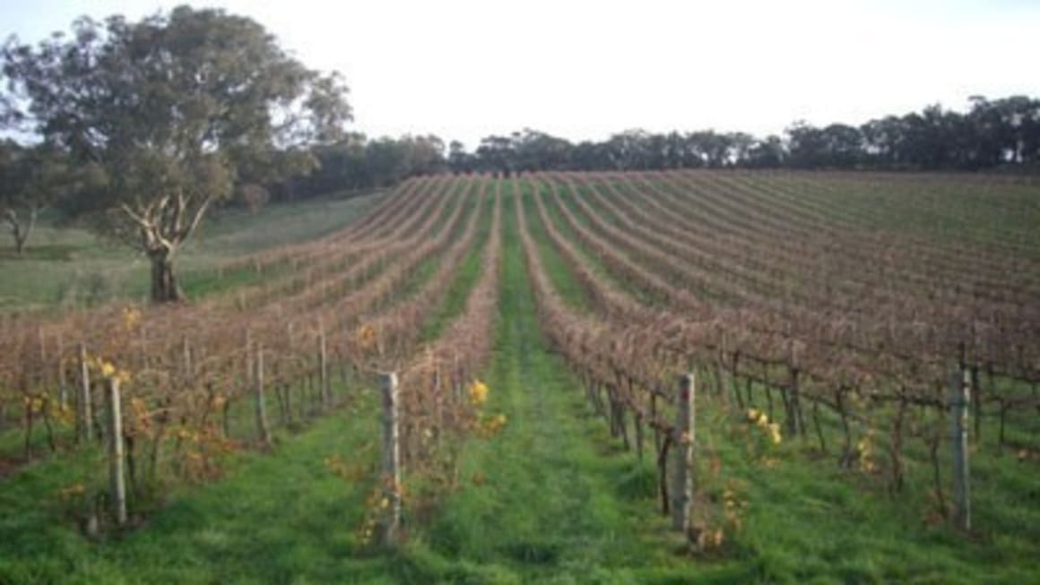 Flat vineyard sales to sparkle next year: Colliers