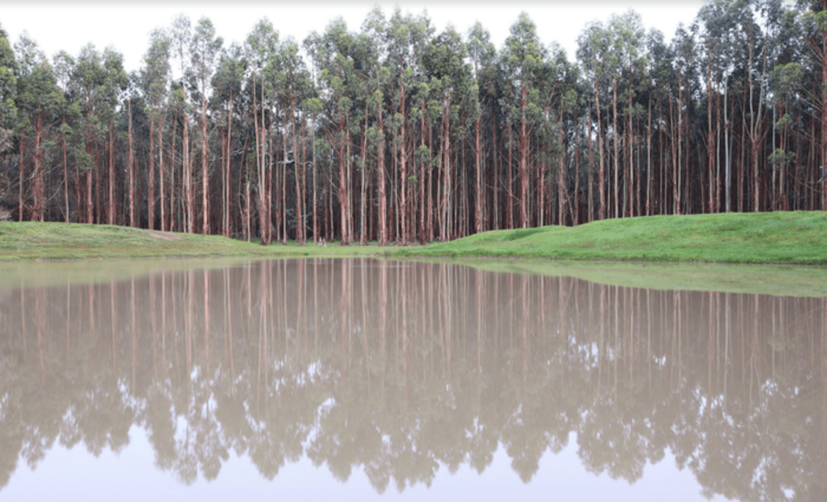 Timber opportunity in prime Victorian forests