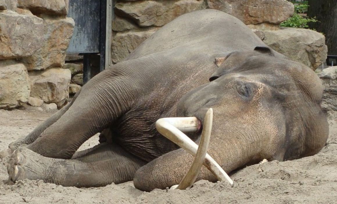 Household debt is the sleeping elephant in the china shop