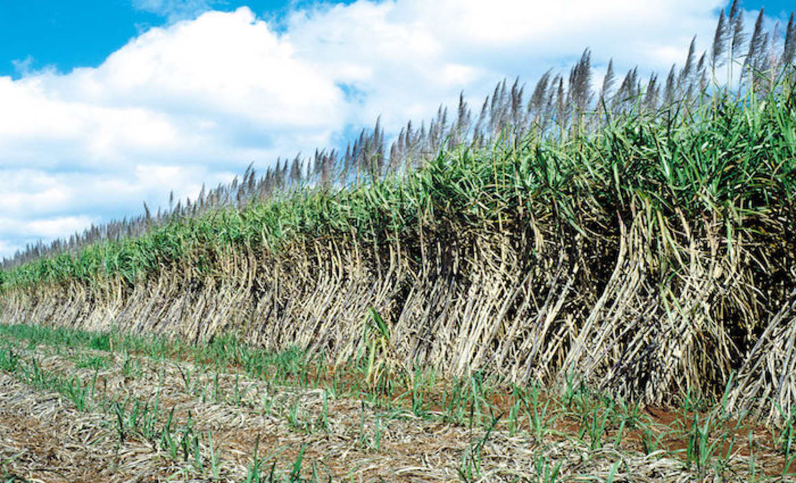 NSW North Coast property stagnates as sugar cane industry hits trouble: HTW rural