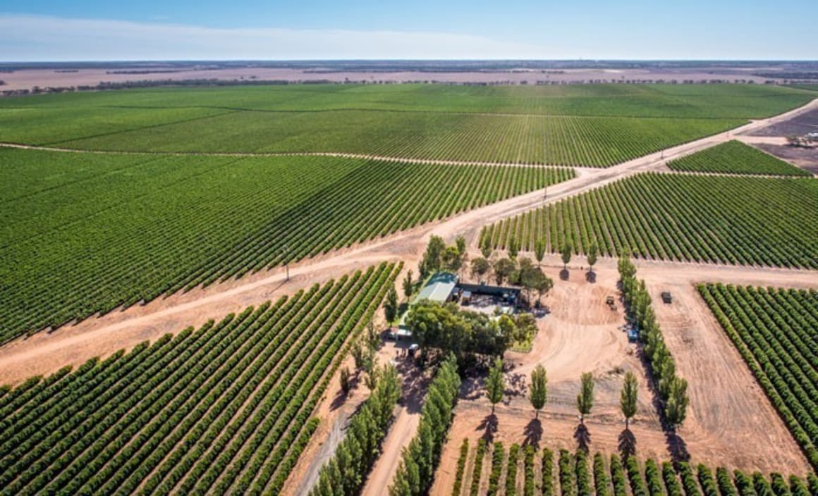900 hectares of South Australian vineyards listed