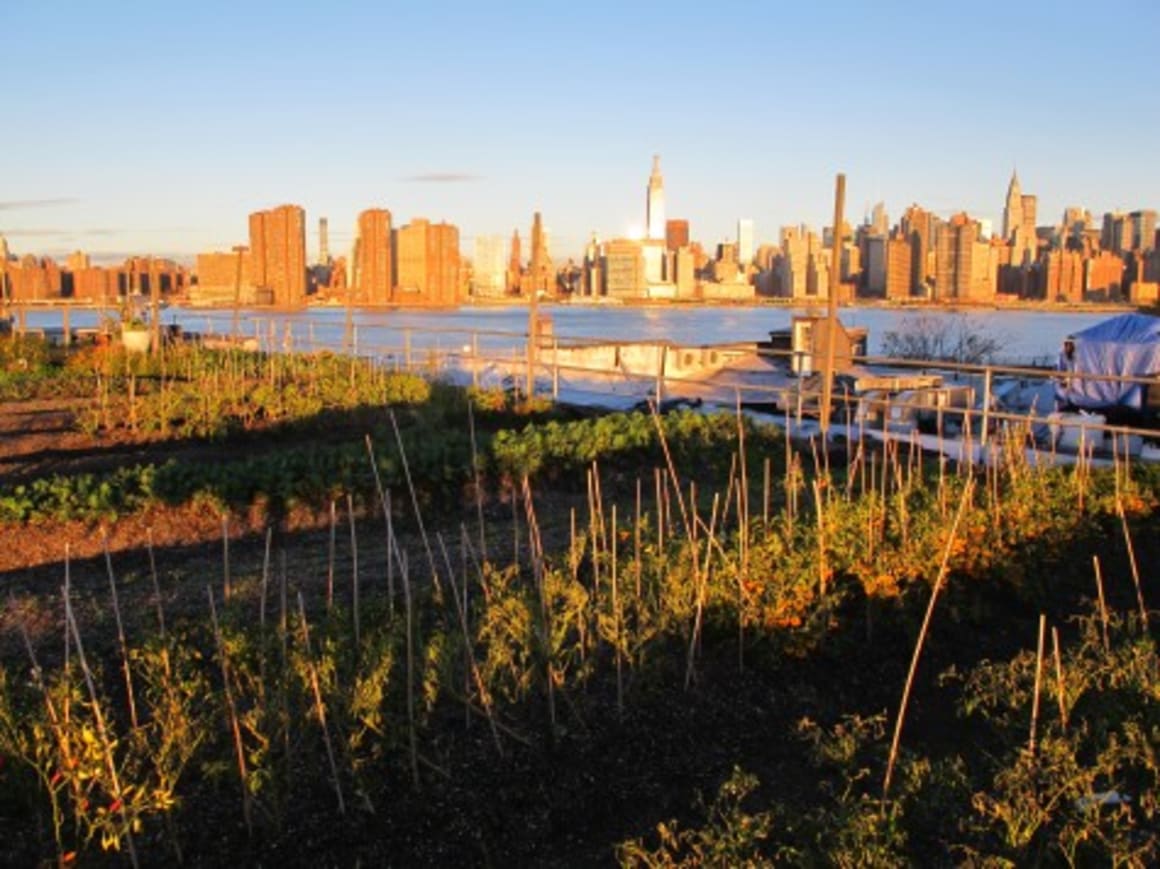 Roof-top farming: Part of the future of inner-city living