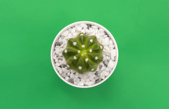 10 Benefits of Having Plants in the House