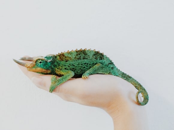 Credit: Amy Humphries Moving into an apartment with pets? Here's how to keep them safe and happy