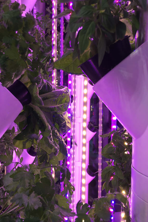 Inverticubes can be installed in basements and disused car parking spaces while Invertiwalls are best suited for foyers and other communal indoor areas. High-yield produce gardens with next-to-no maintenance are set to enhance apartment living in Australia