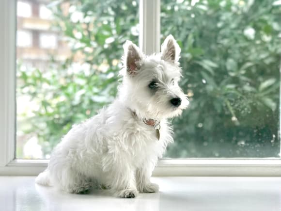 Credit: Lydia Tan Moving into an apartment with pets? Here's how to keep them safe and happy