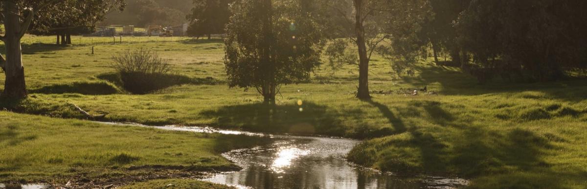 Darling Bullsbrook