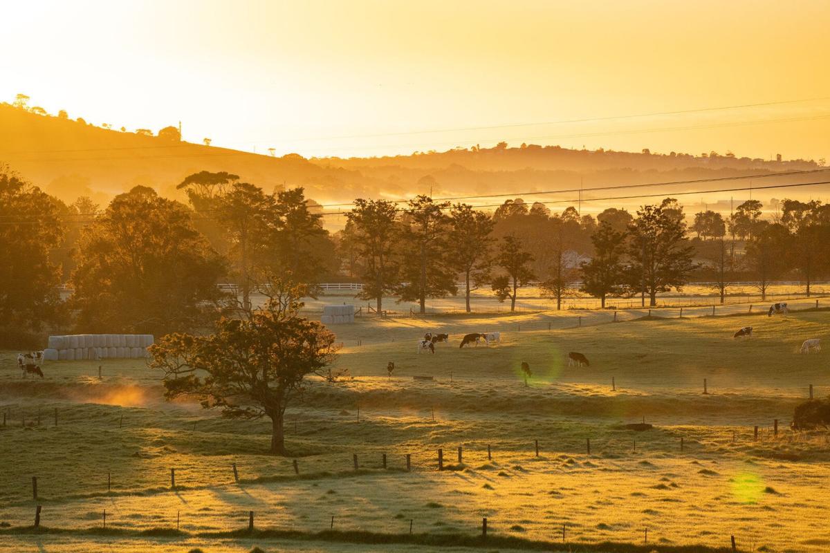 Golden Valley