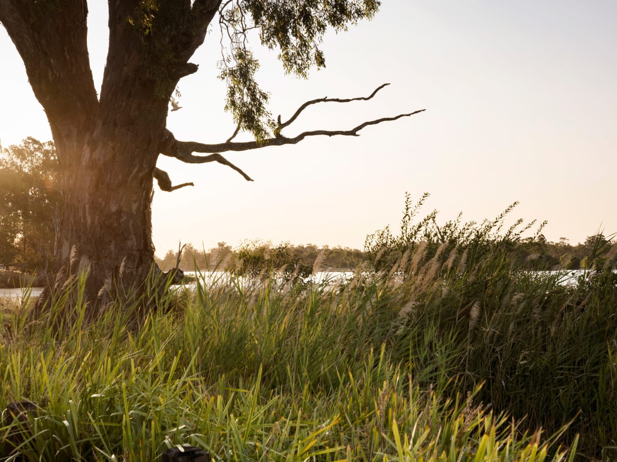 Elloura, Lake Nagambie
